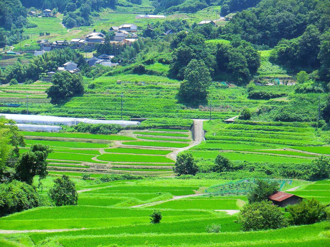 Inabuchi terraced rice fields