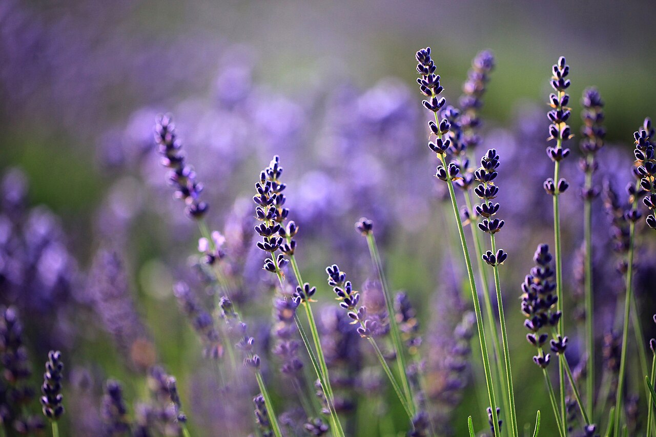 Farm Tomita lavender field