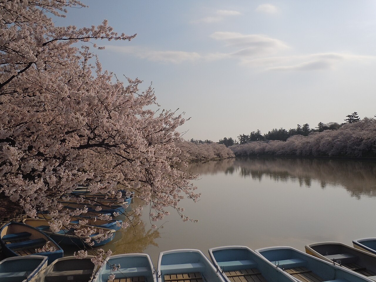 Hirosaki Park cherry blossoms