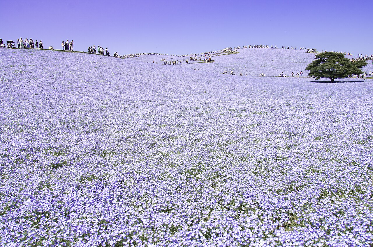 Hitachi Seaside Park (Miharashi no Oka nemophila)