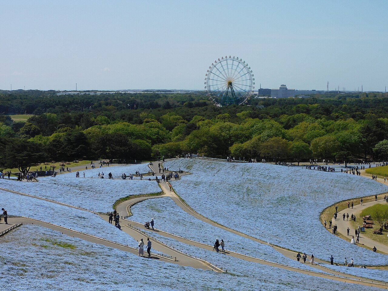 Hitachi Seaside Park - Nemophila blue carpet (みはらしの丘)