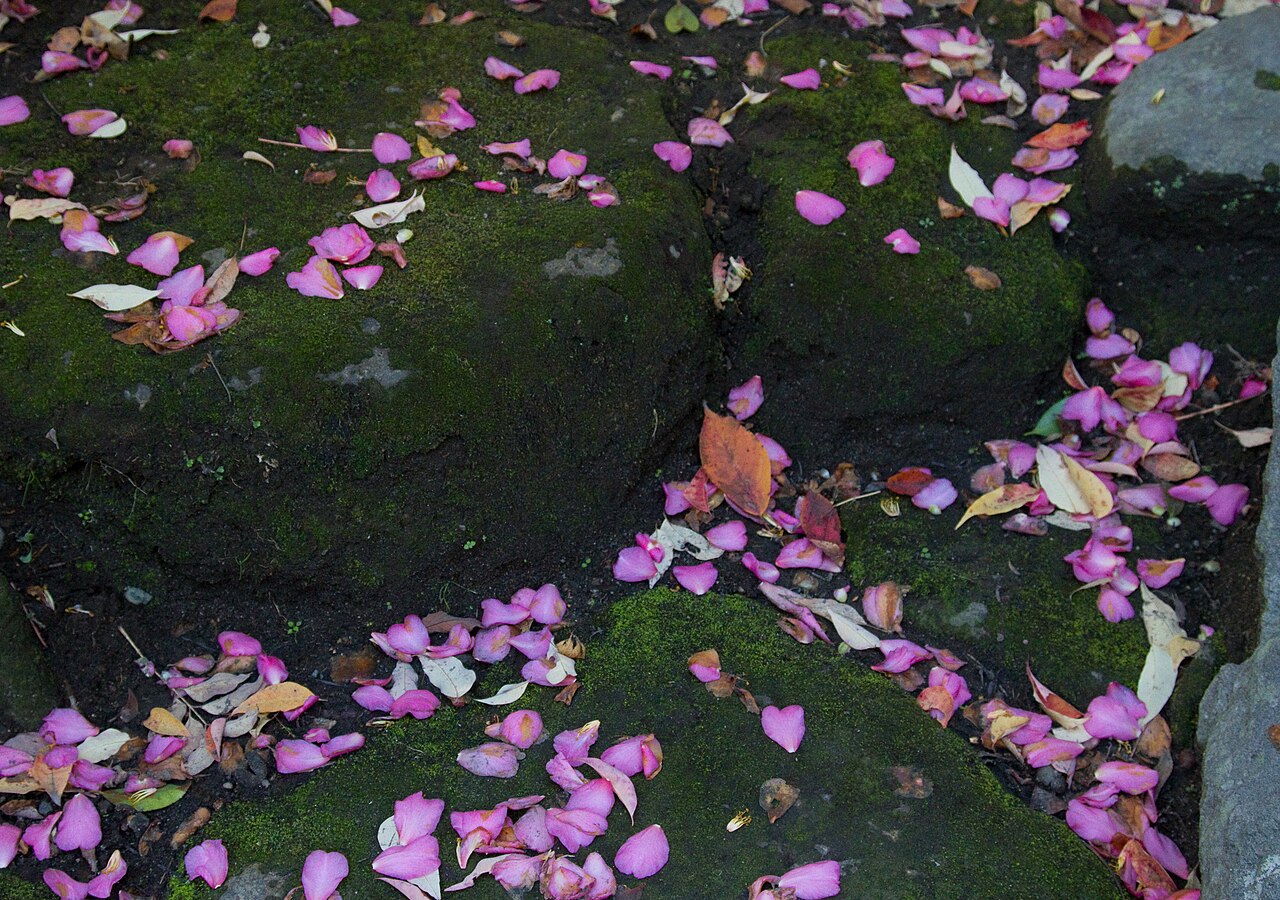 Sengan-en garden with borrowed scenery of Sakurajima volcano and Kinko Bay