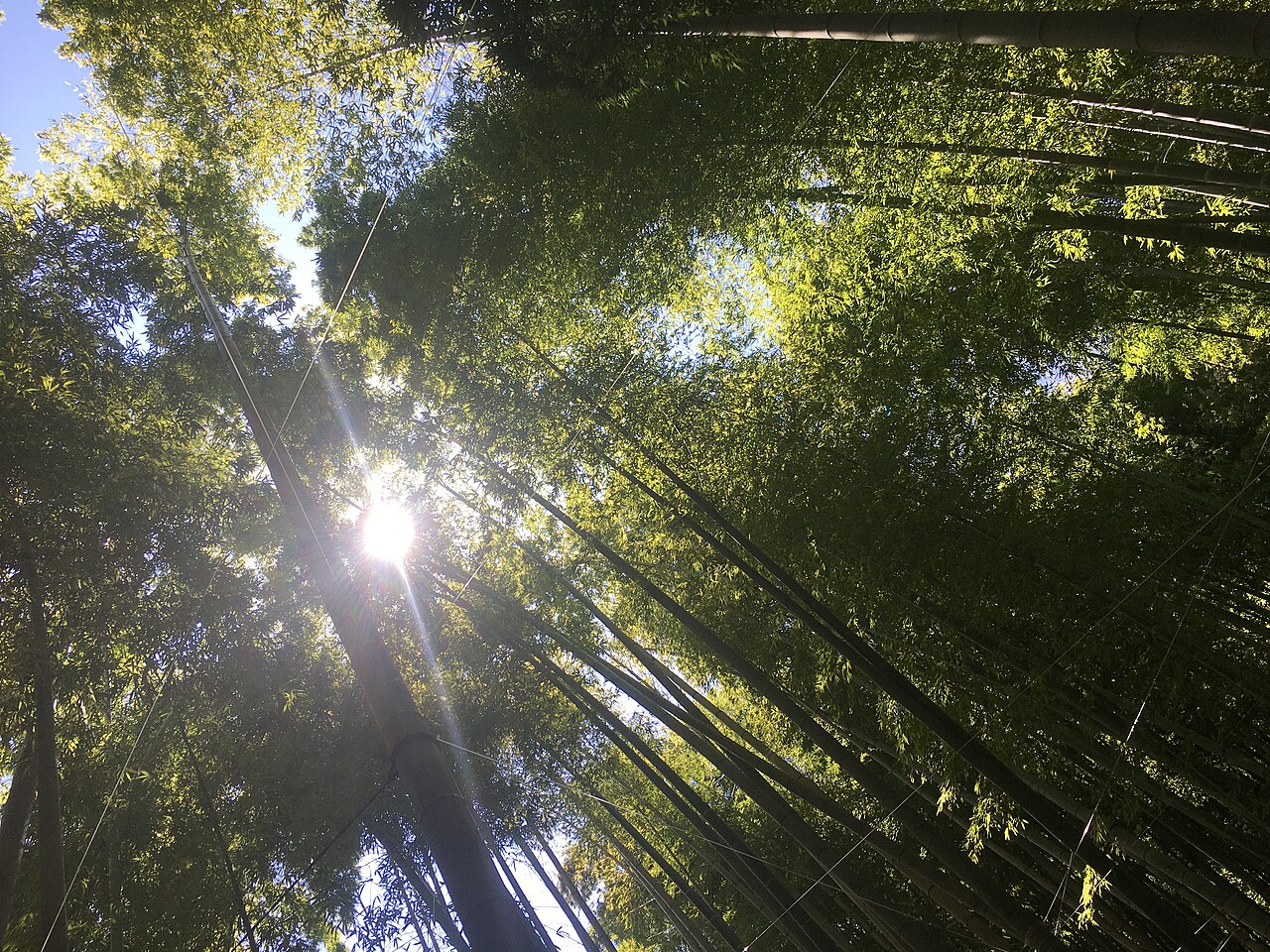 Hokokuji Temple (Bamboo Grove)