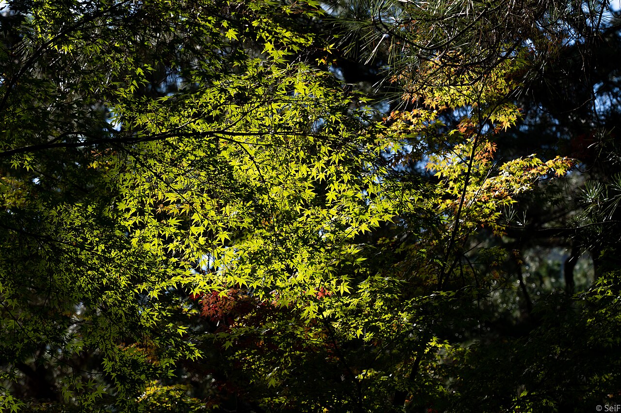 Ritsurin Garden
