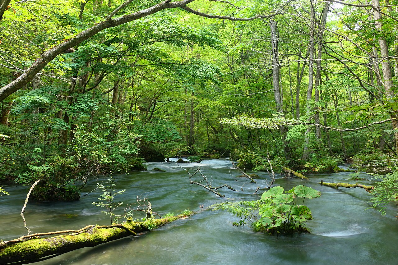 Oirase Stream gorge and forest, 14km walkway along rapid mountain stream