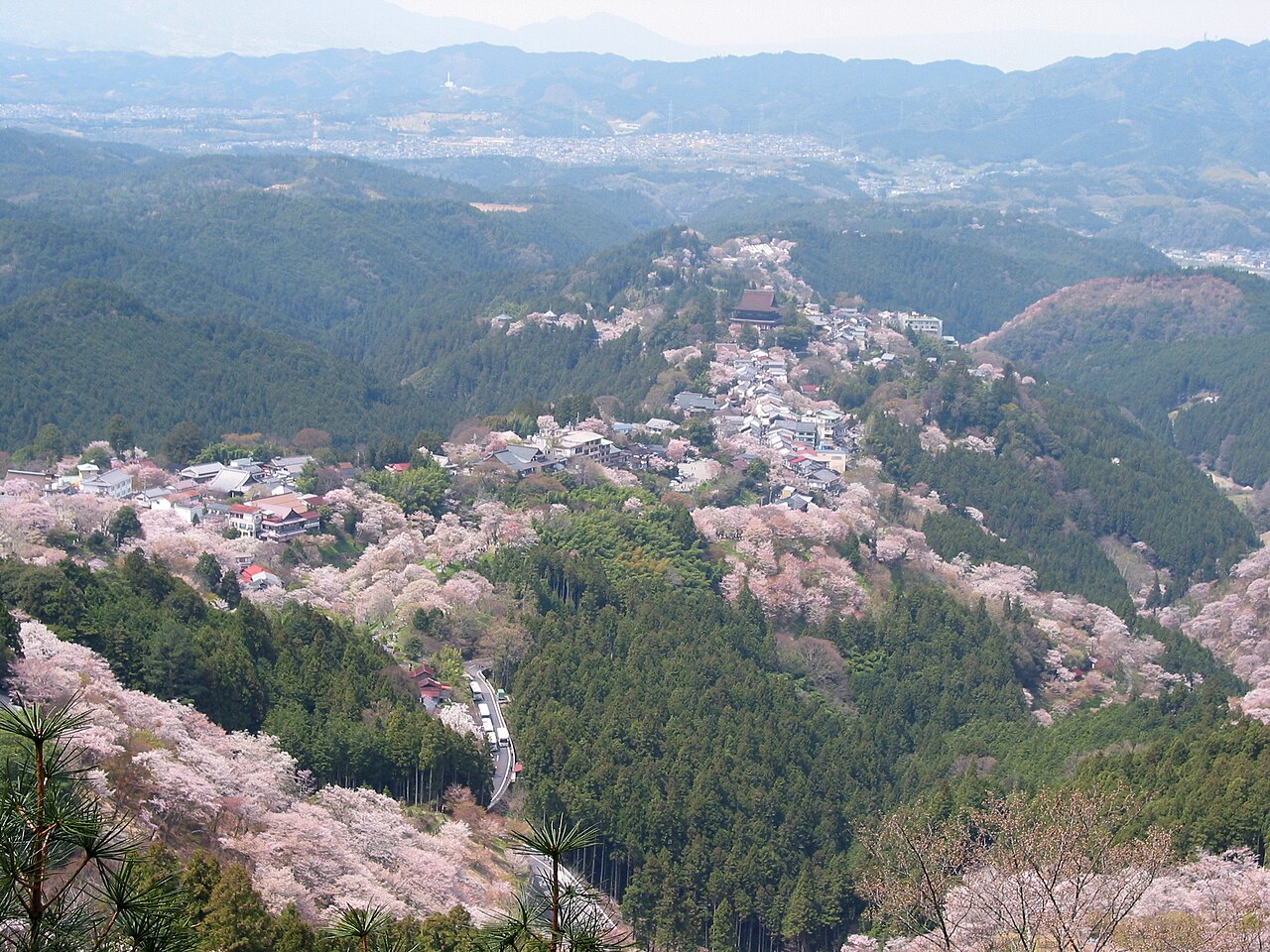 吉野山の桜 (Yoshino Mountain Cherry Blossoms) with Kinpusen-ji Temple Zao Hall