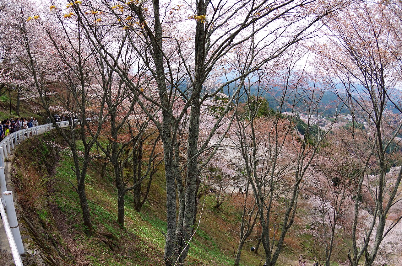 Yoshino Mountain Cherry Blossoms (Upper Thousand Trees section)