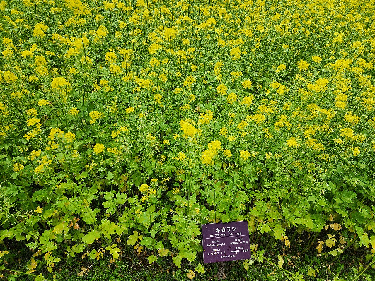 Farm Tomita lavender fields