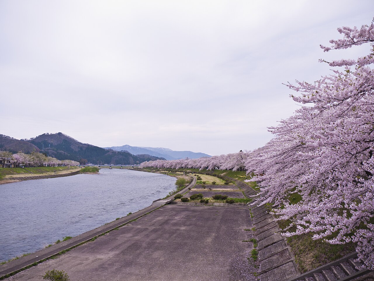 Hinoki-uchi River Cherry Blossom Avenue