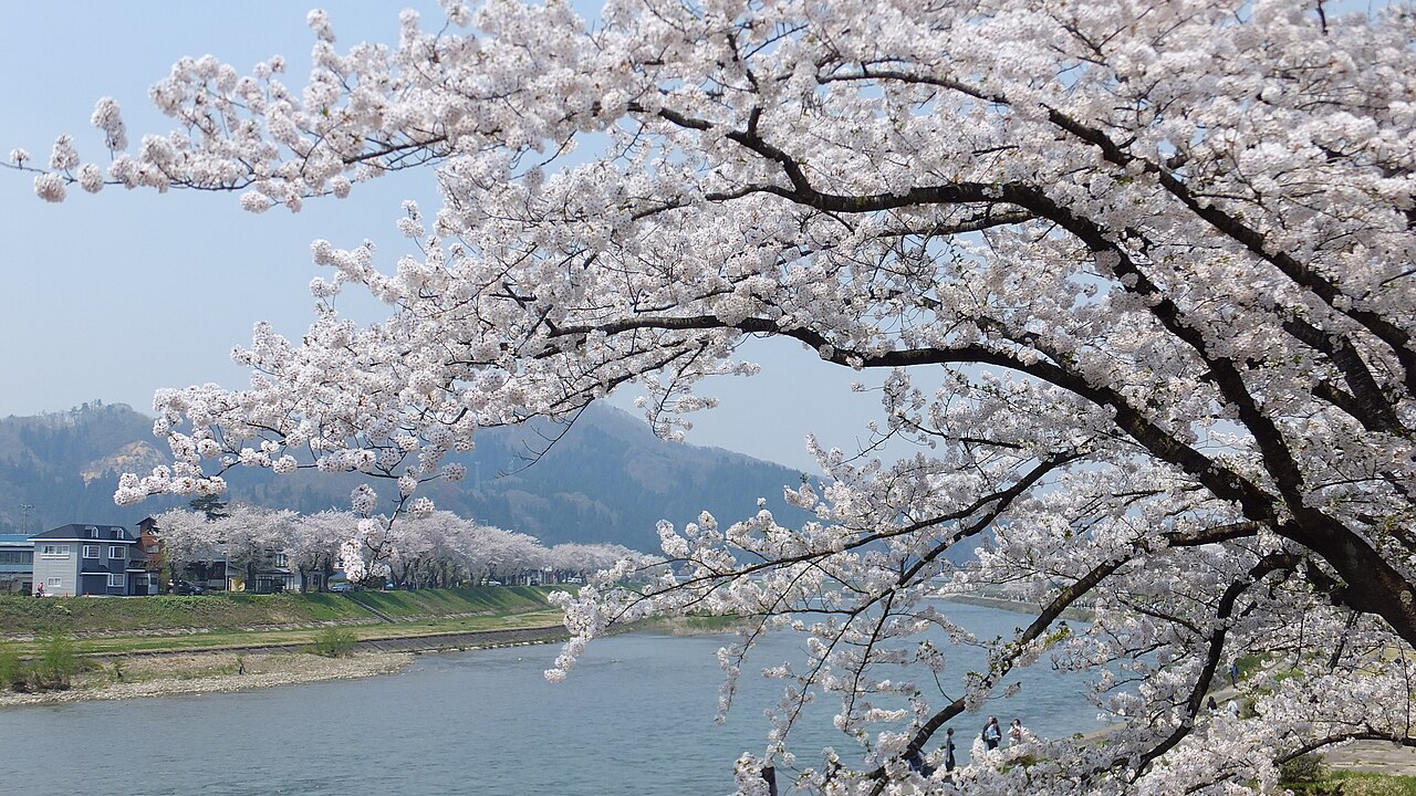 Weeping Cherry Blossoms
