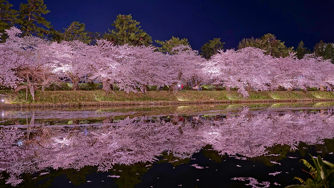 Hirosaki cherry blossoms