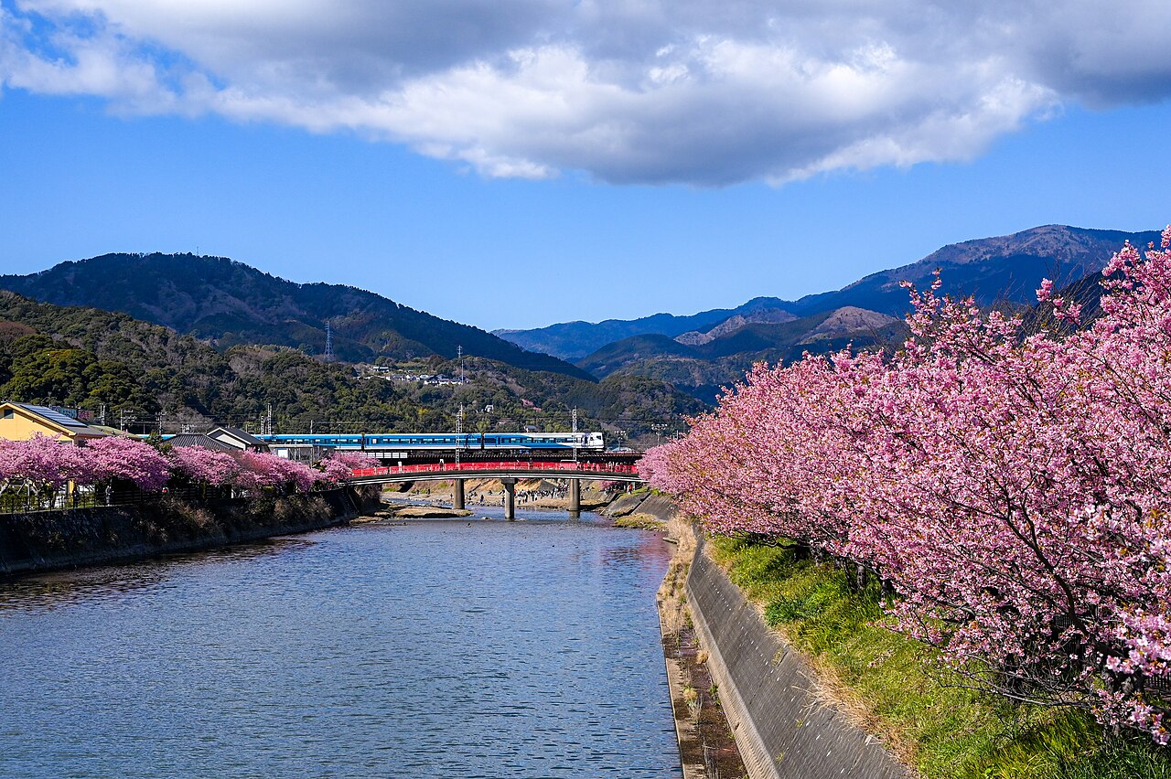 Kawazu Cherry Blossoms