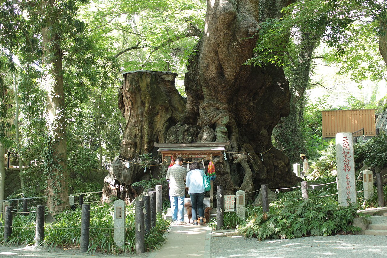 Great Camphor Tree