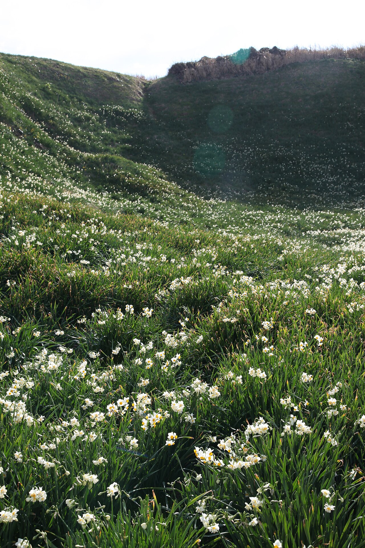 Tsumekizaki Cape (Daffodil Season)