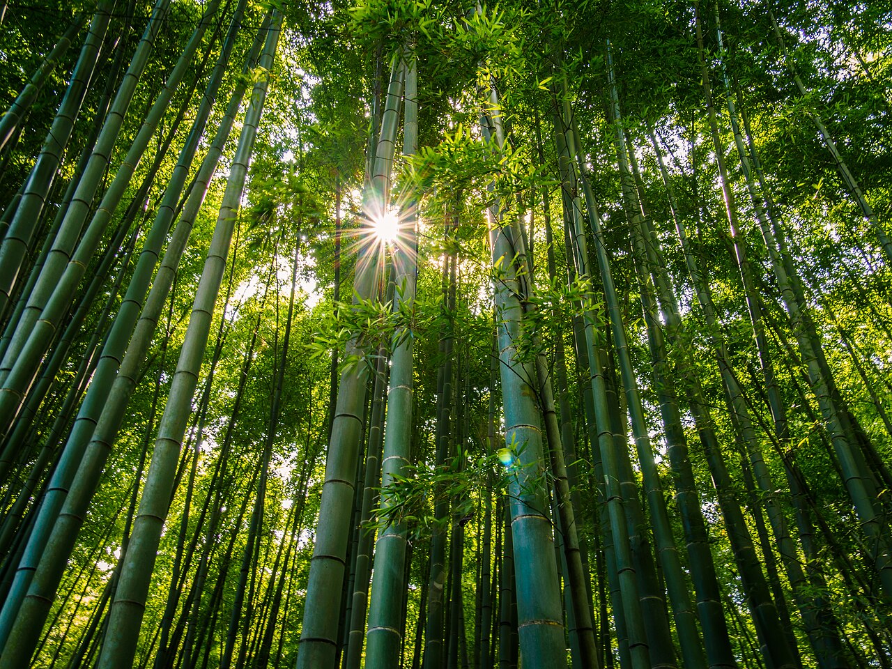 Hokokuji Temple Bamboo Forest