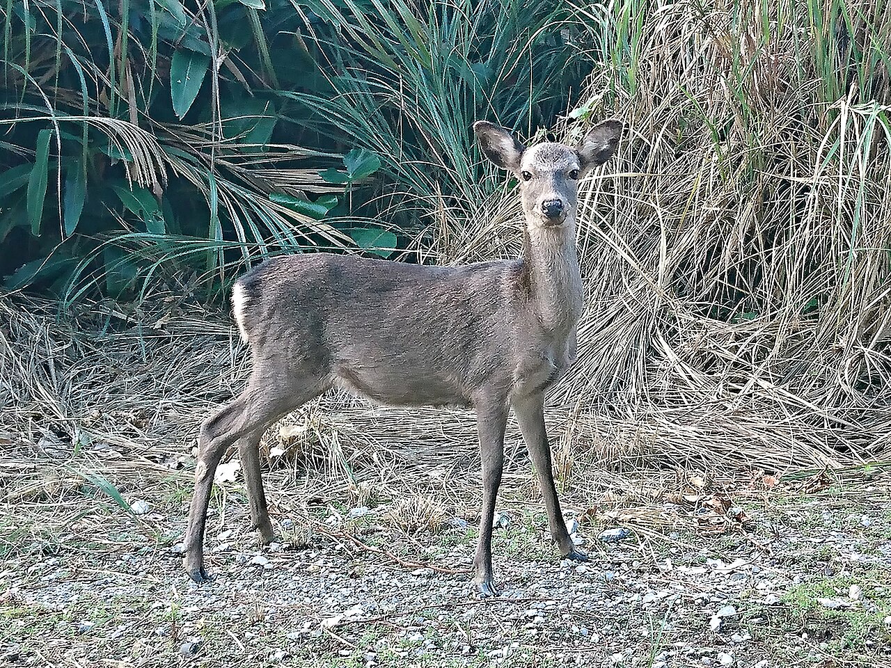 Kerama Deer