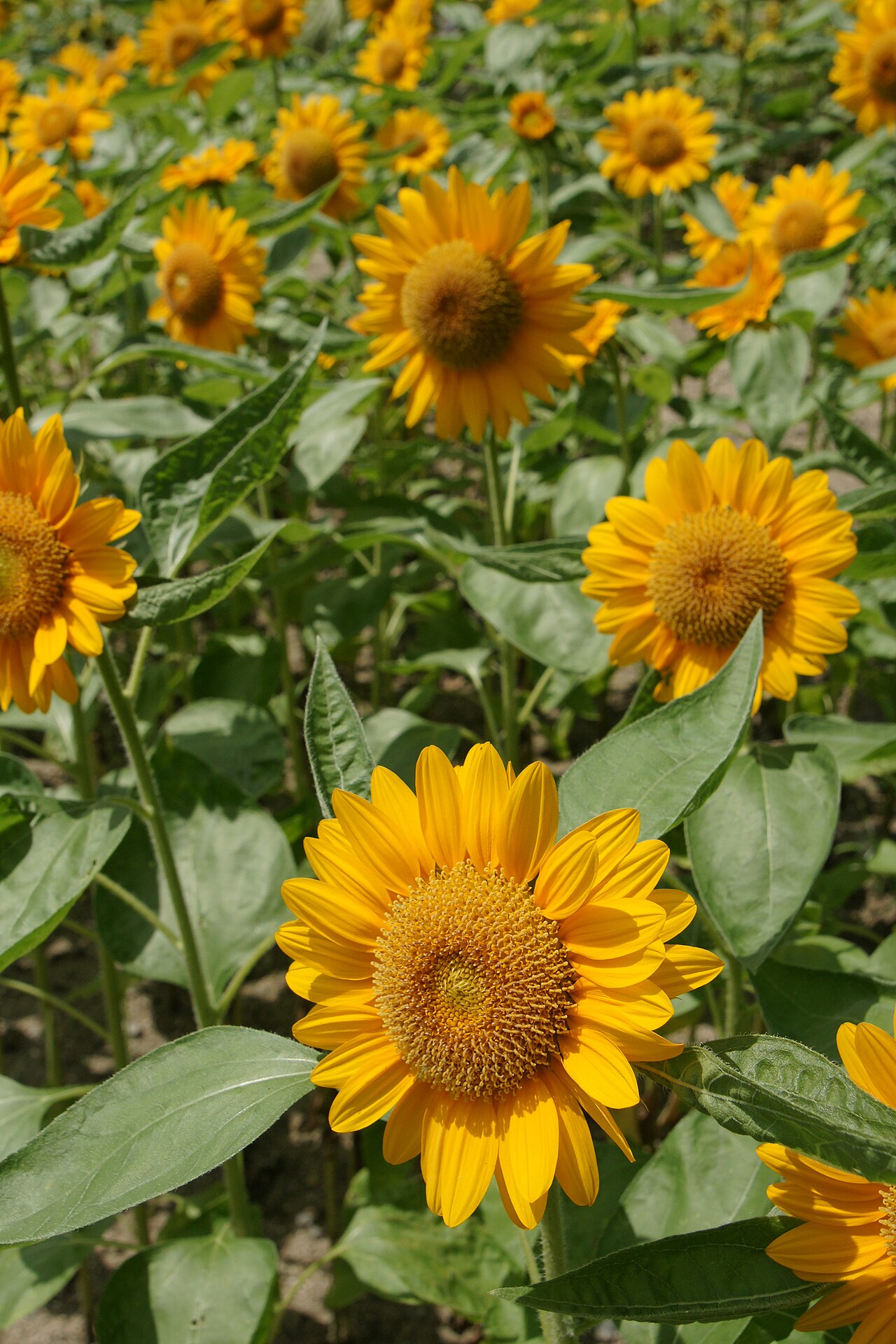 Nunobiki Herb Garden
