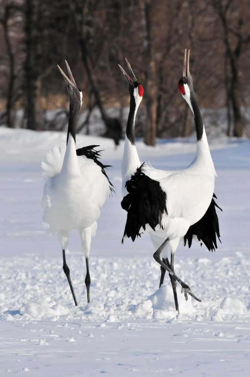 Akan International Crane Center (Grus)