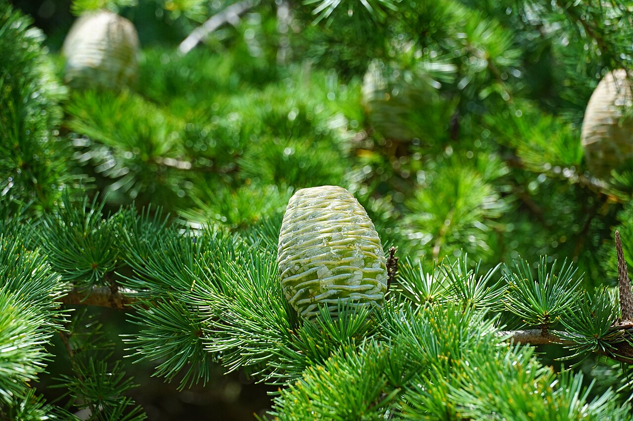 Agata-no-Mori Park