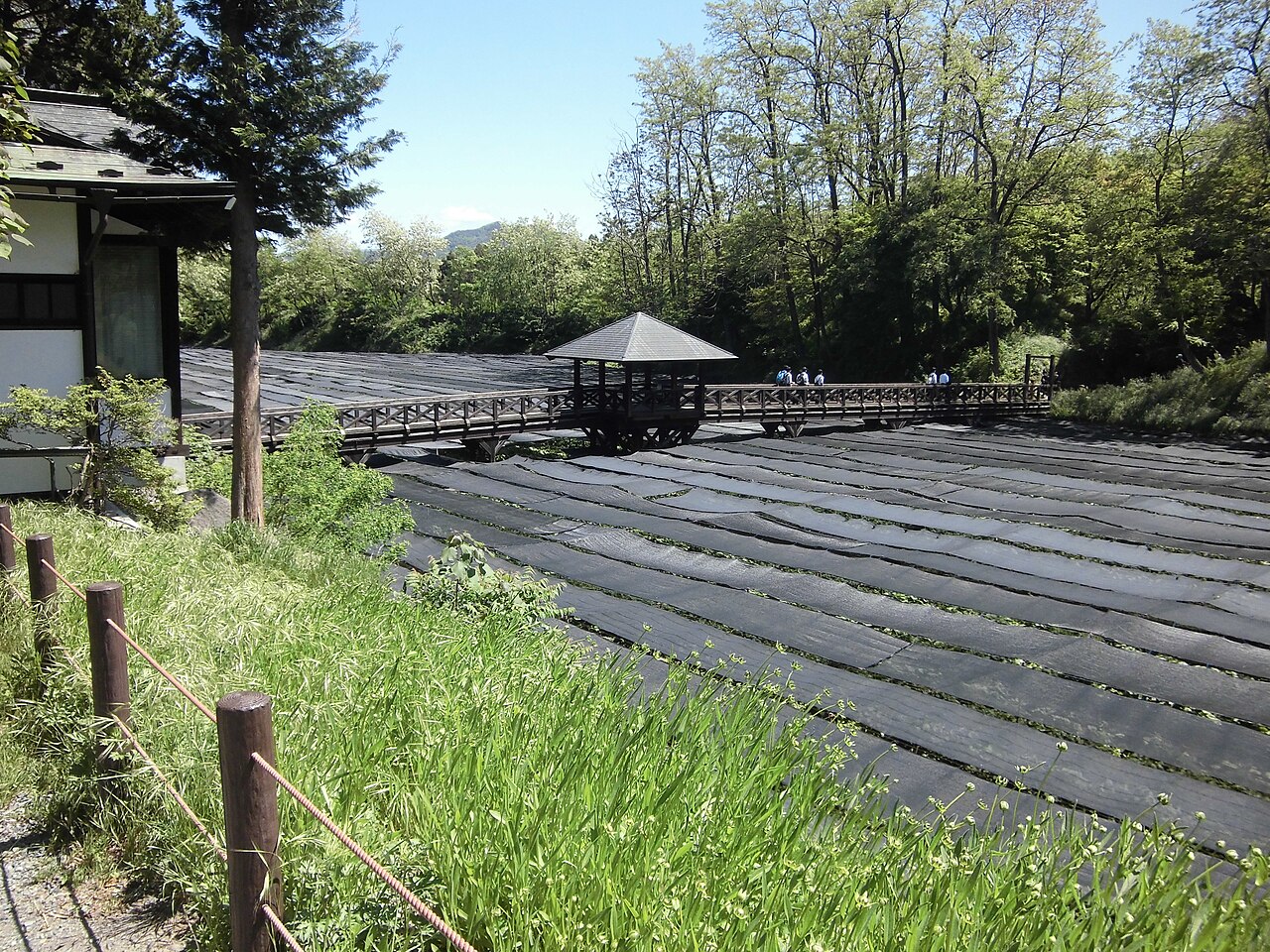 Daio Wasabi Farm