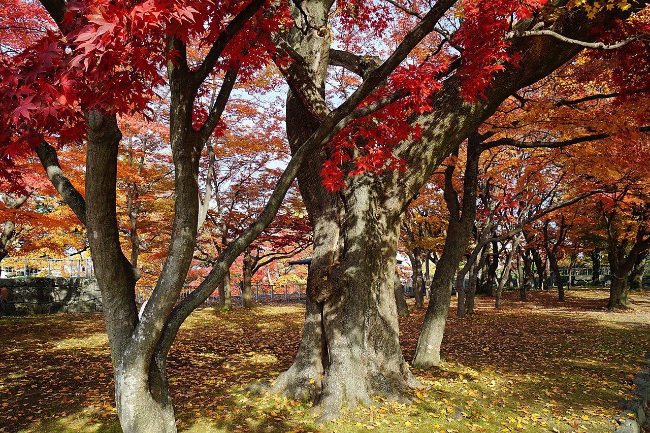 Morioka Castle Ruins Park