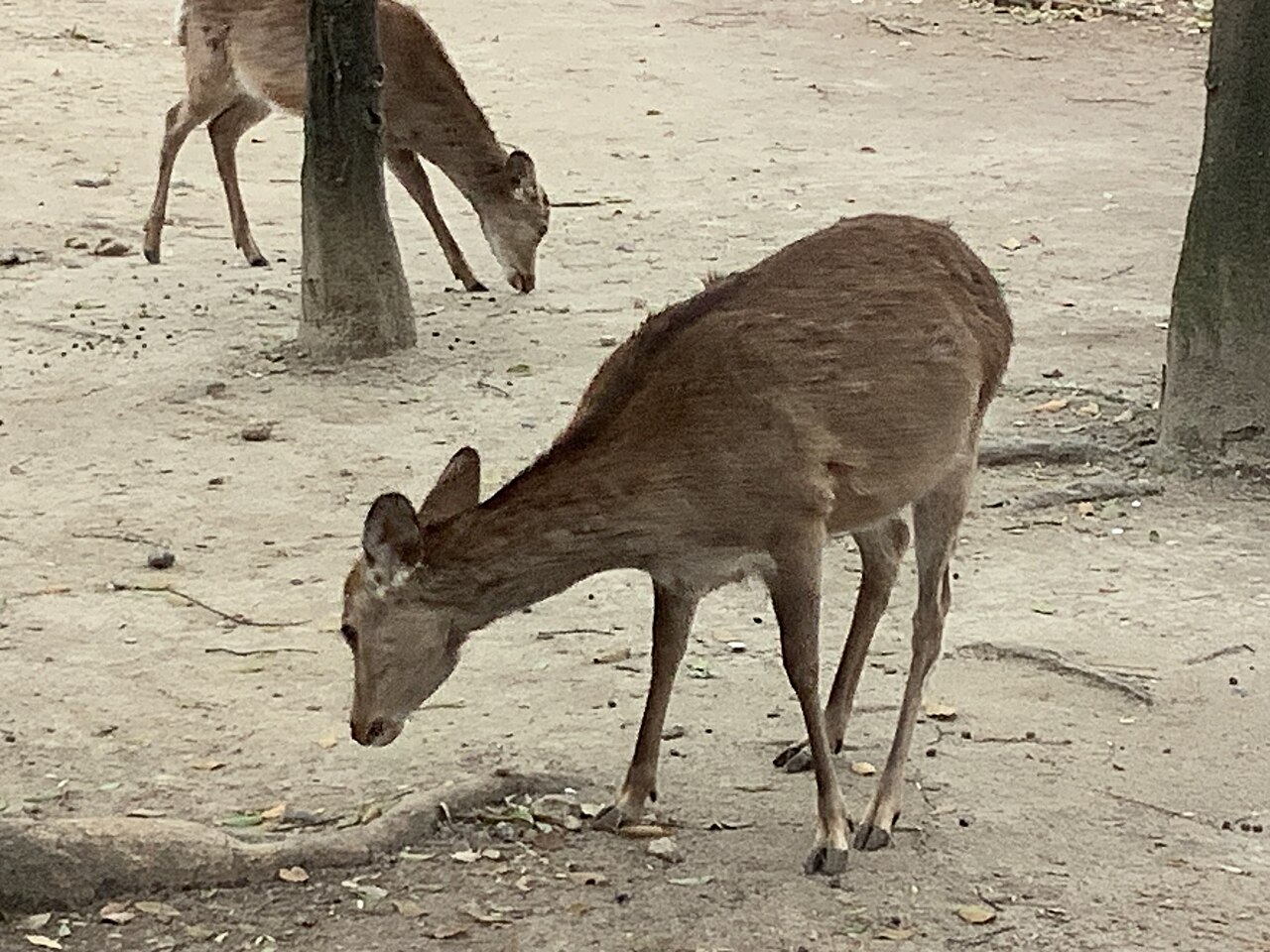 Nara Park Deer
