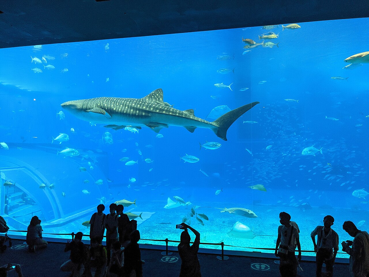 Okinawa Churaumi Aquarium