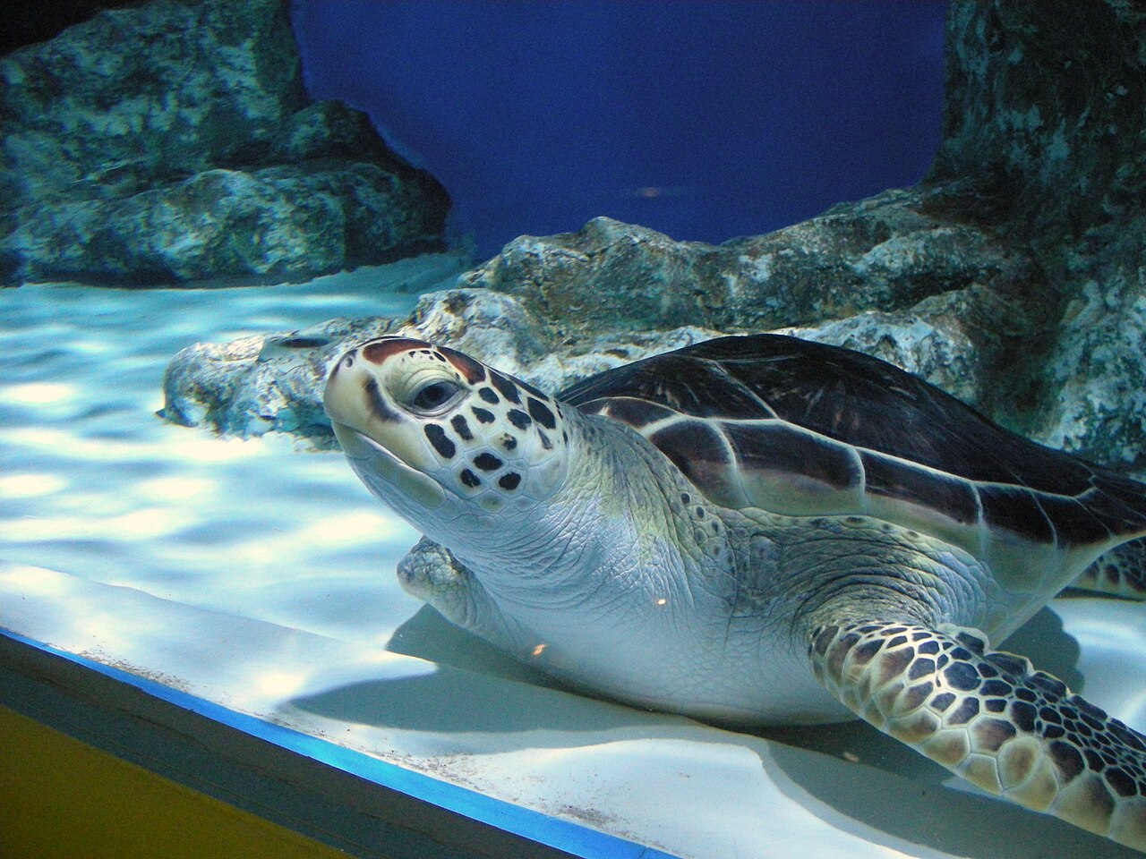 Otaru Aquarium