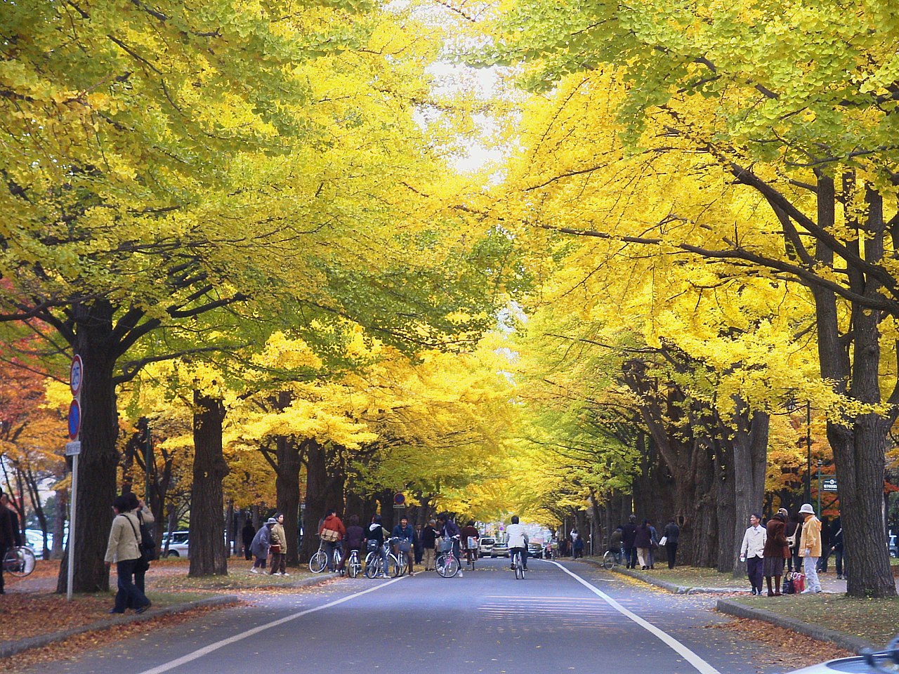 Hokkaido University Campus + Ginkgo Avenue