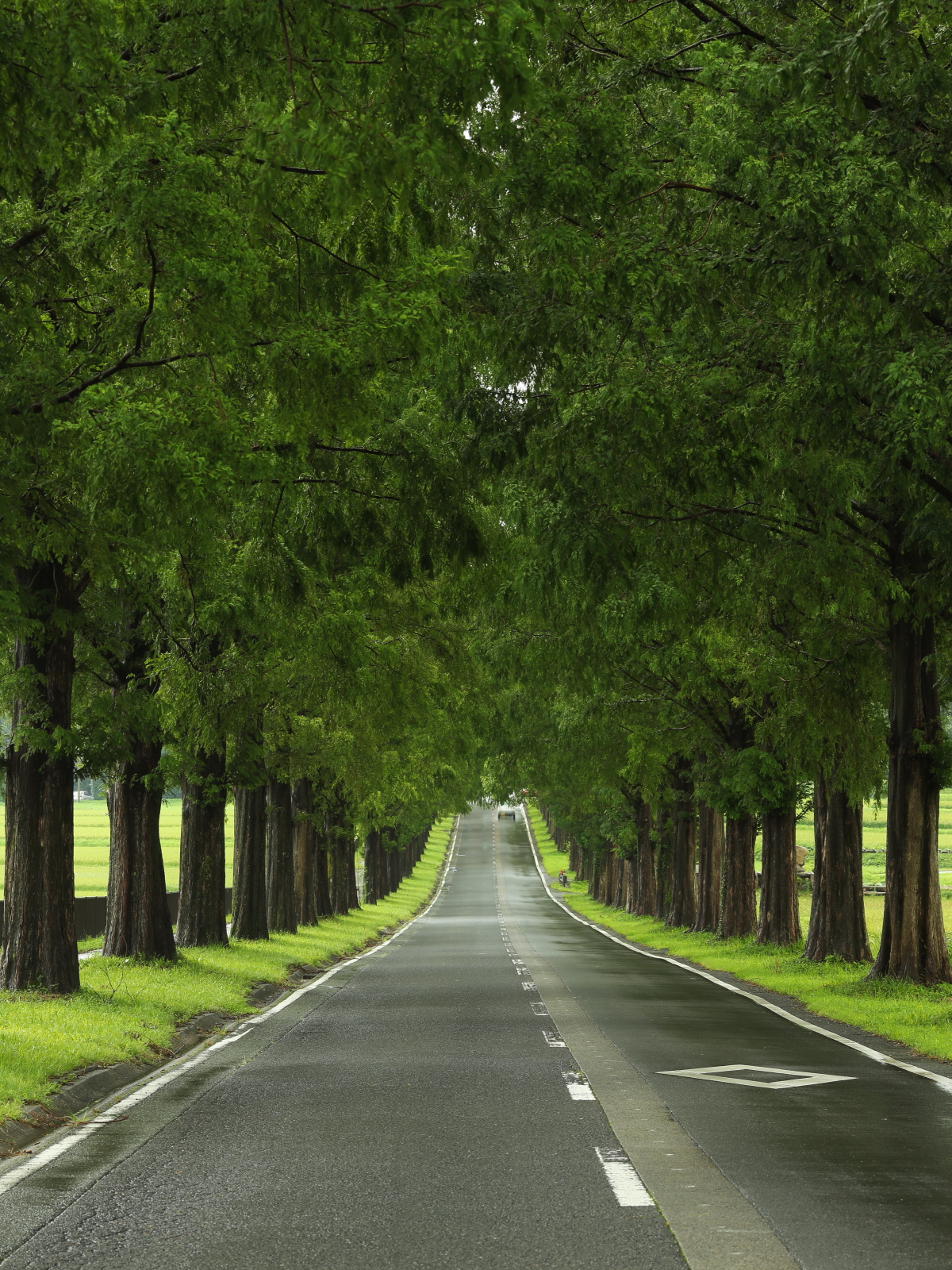 Metasequoia Avenue