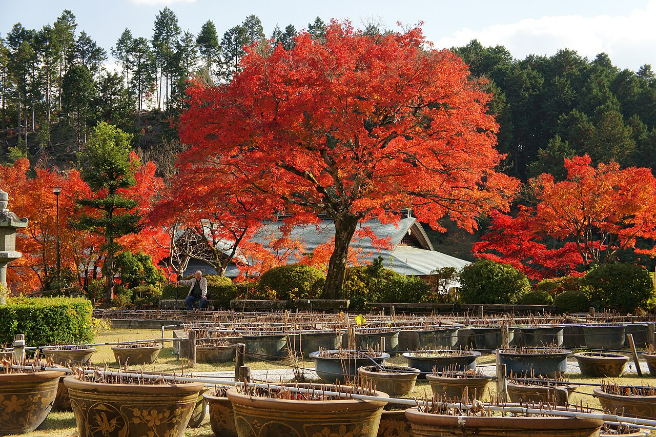Temple Grounds