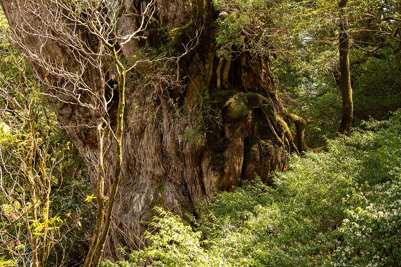 Jomon Sugi (Jomon Cedar)