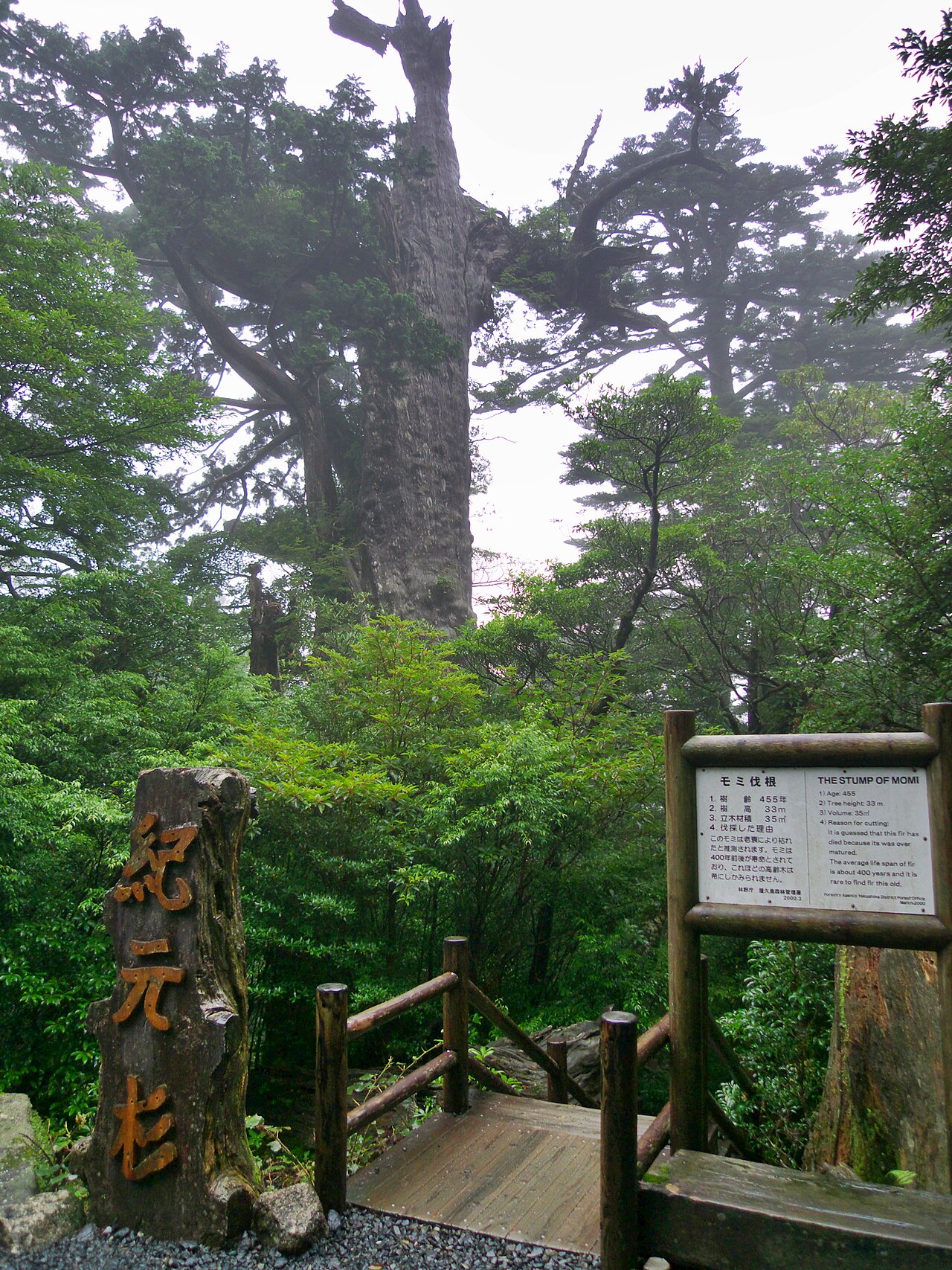 Kigen-sugi