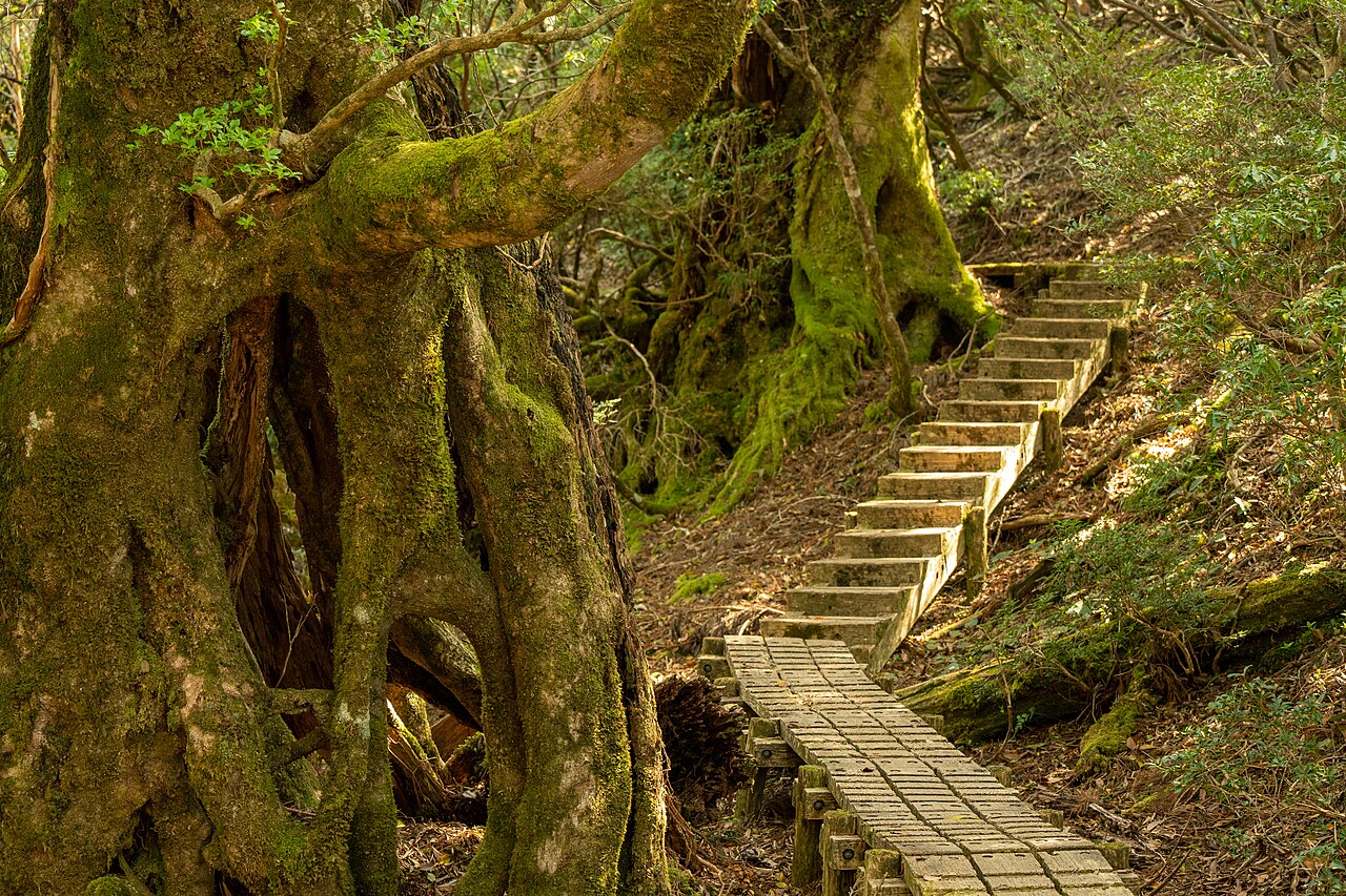 Shiratani Unsuikyou (Mononoke Forest / Moss)