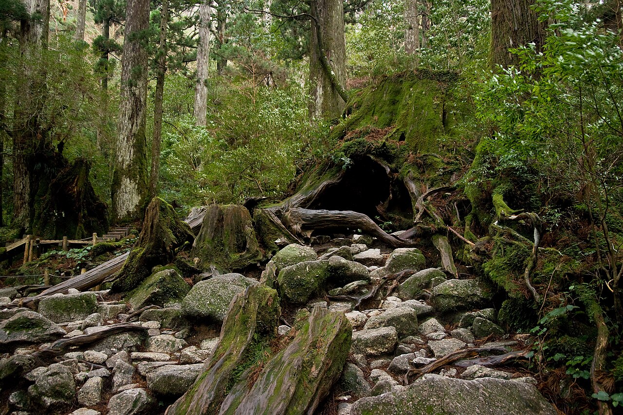 Wilson Stump