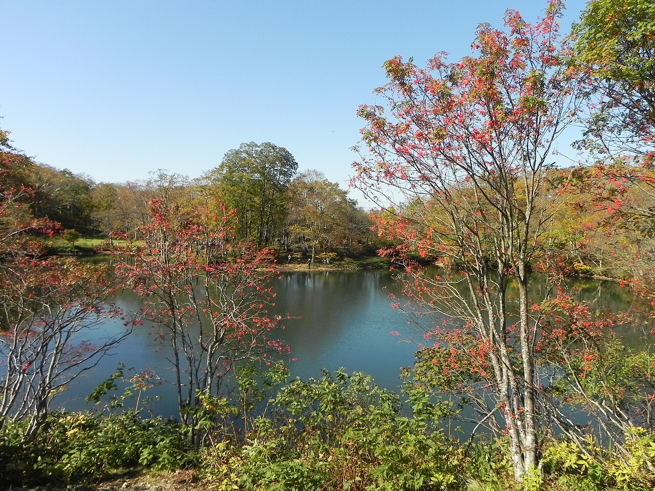 Dokko Swamp