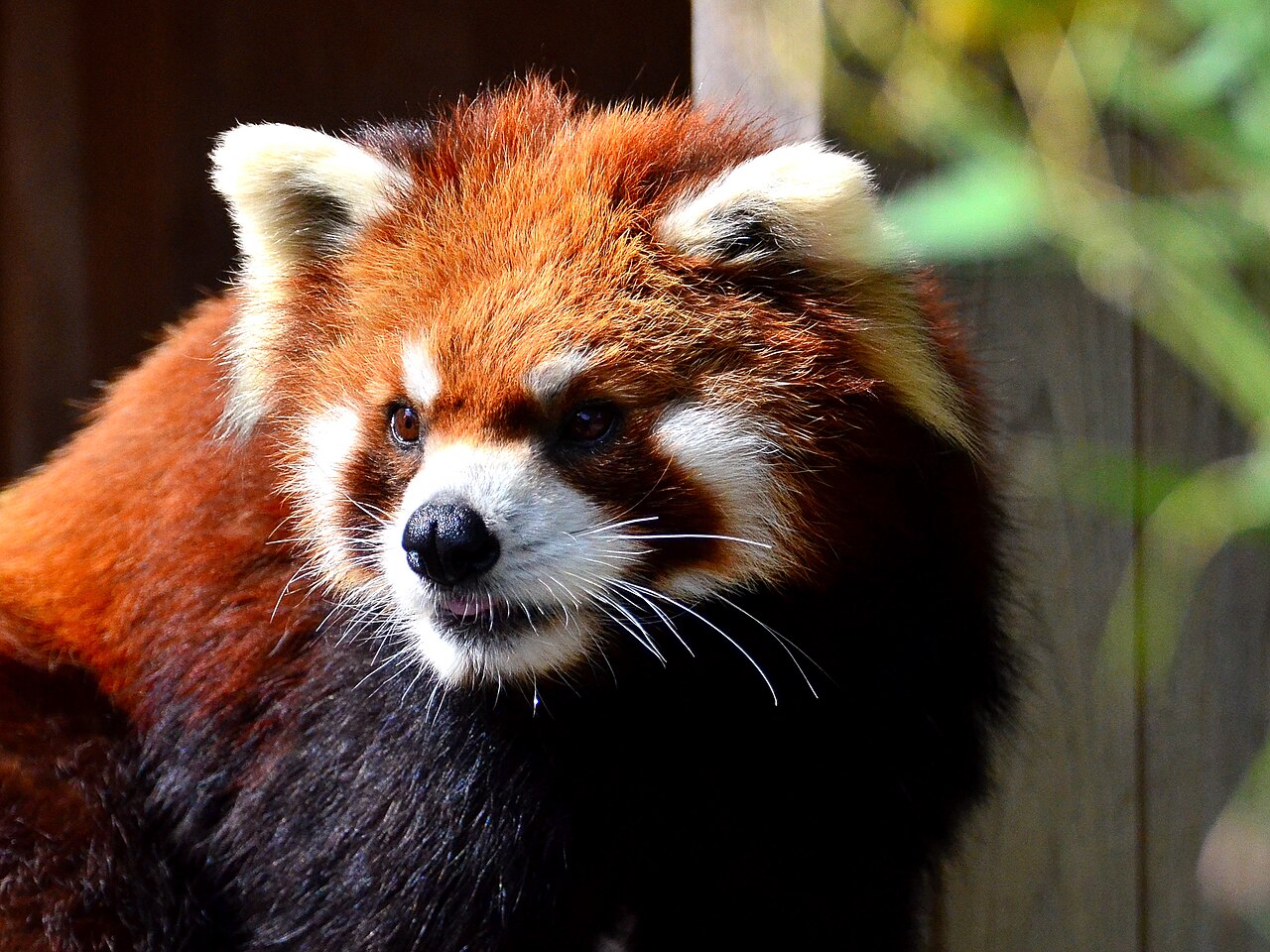 Nogeyama Zoo