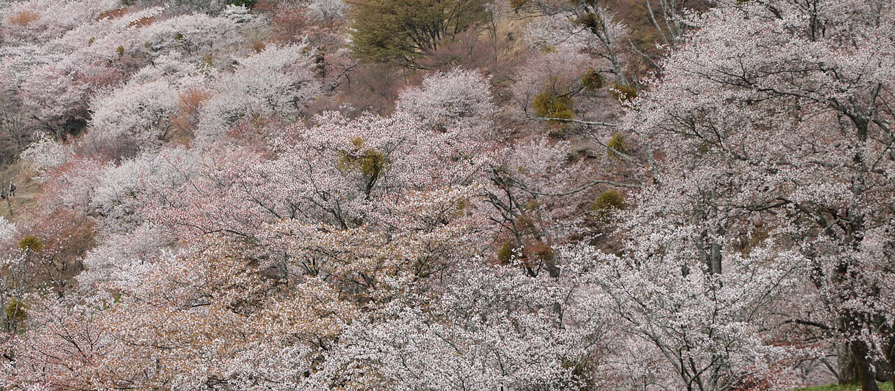 Lower thousand sakura panoramic view